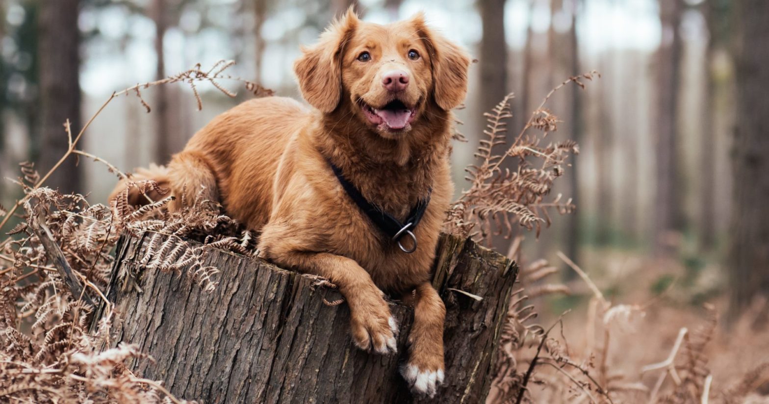 dog_on_tree