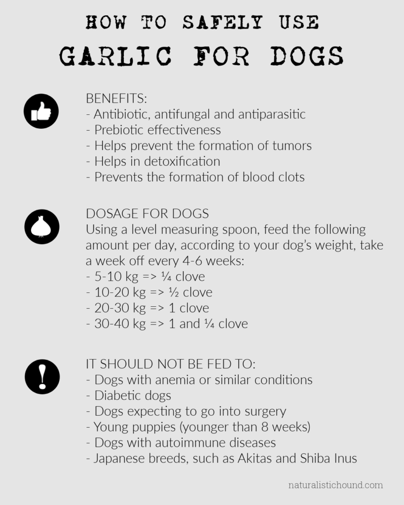 Garlic To Dogs Yea or Nay? Naturalistic Hound