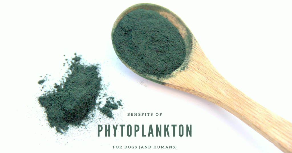 Phytoplankton dogs outlet