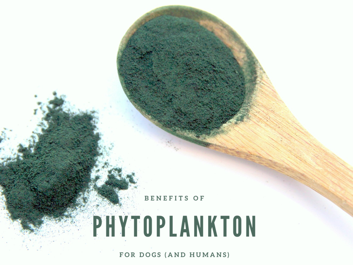 phytoplankton_spoon