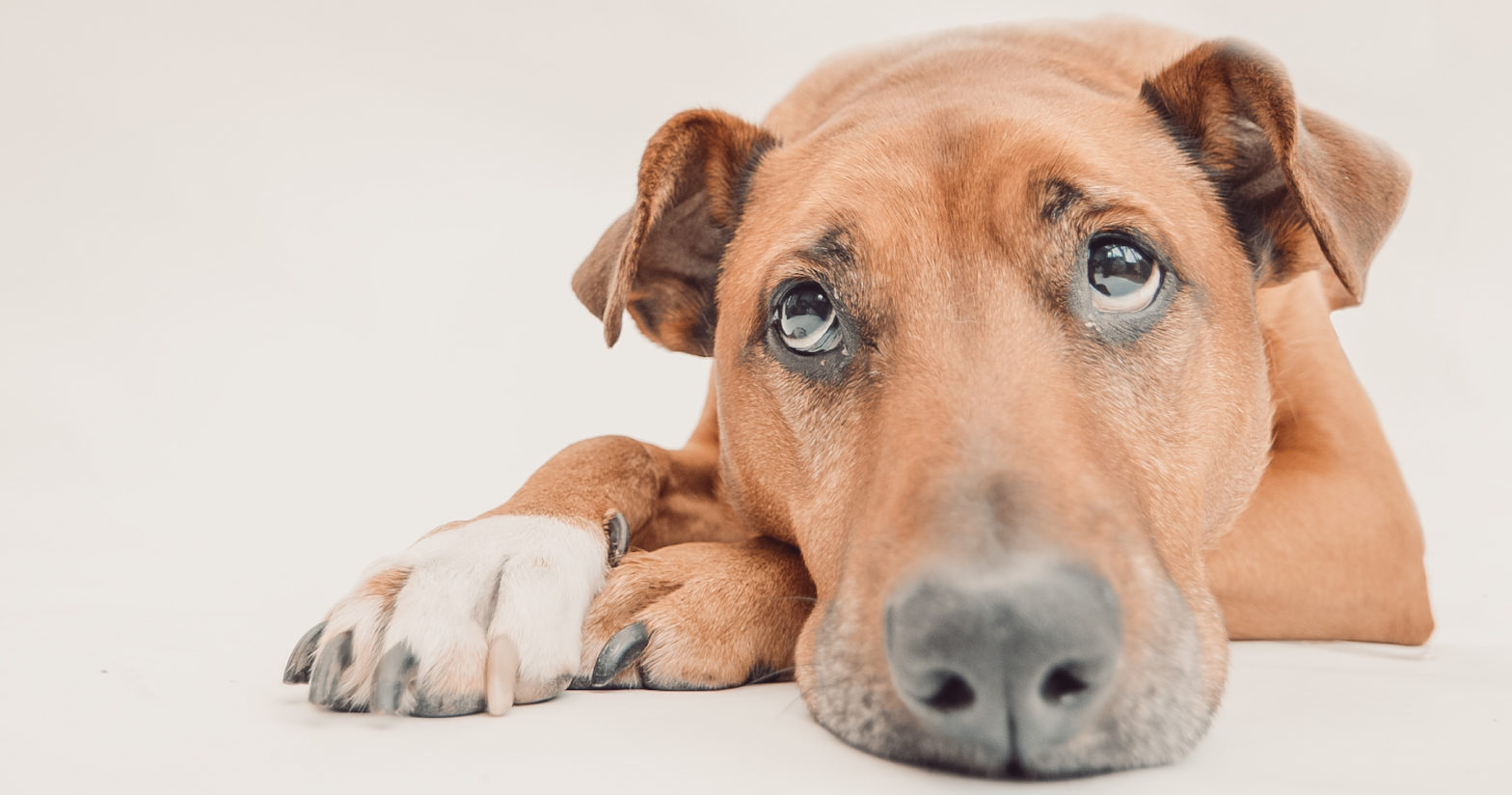 sad_dog