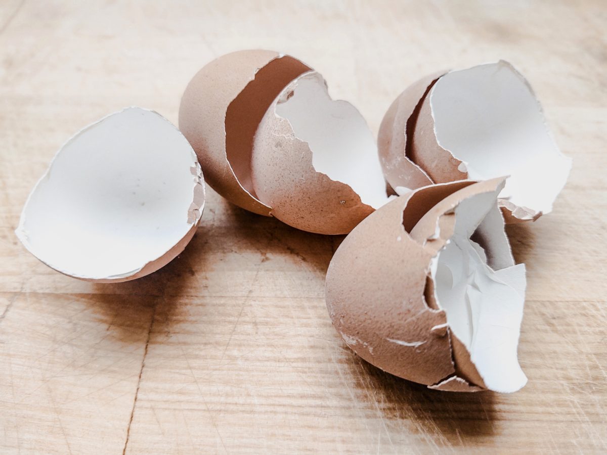 The Many Uses Of Eggshells For Dogs Naturalistic Hound
