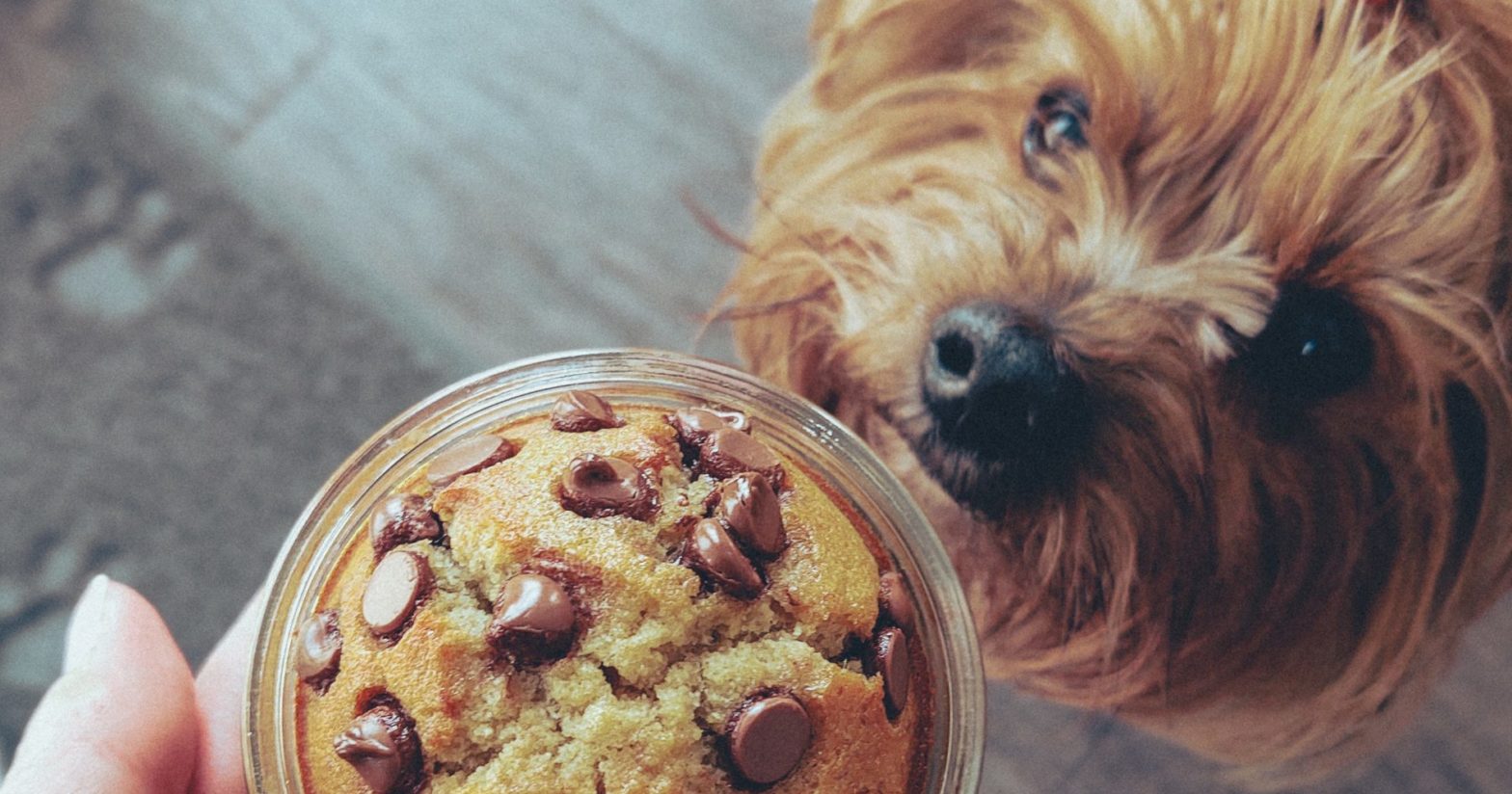 baked_cake_dog