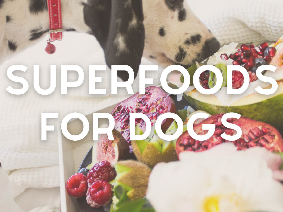 superfoods_for_dogs