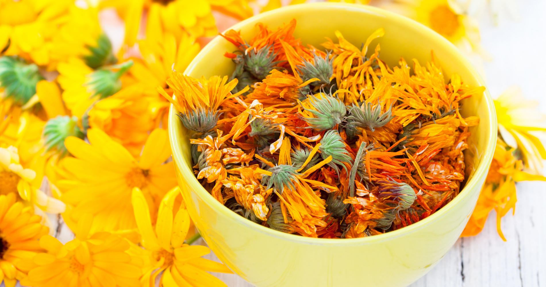 Calendula For Dogs The Benefits Naturalistic Hound