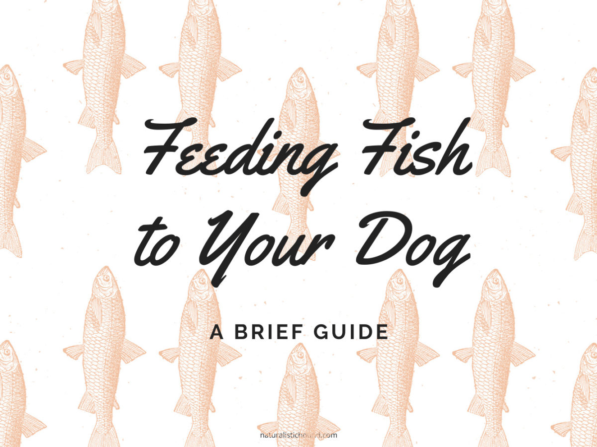 Feeding_Fish_to_Your_Dog