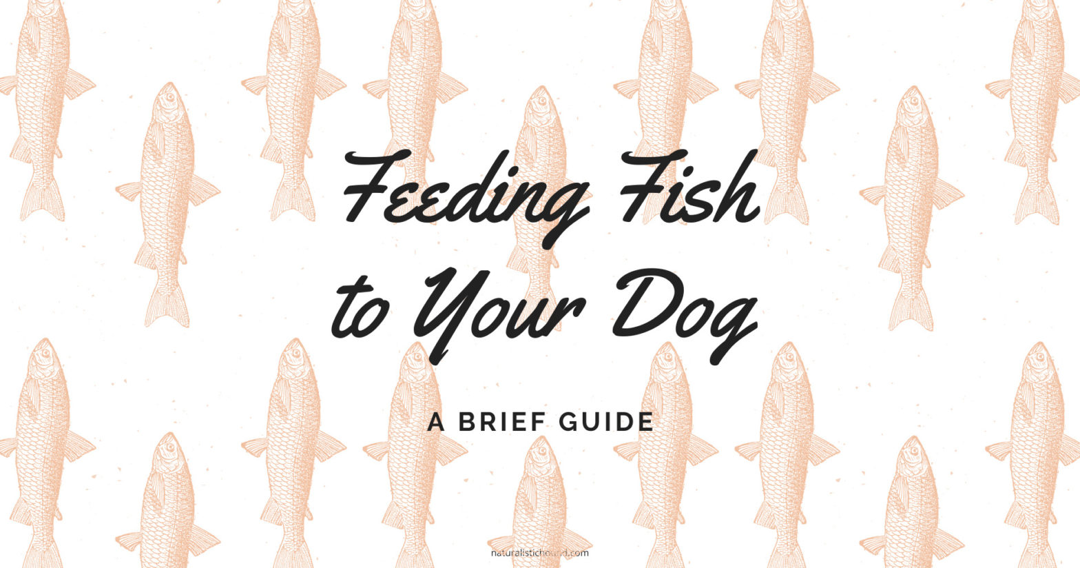 Feeding_Fish_to_Your_Dog