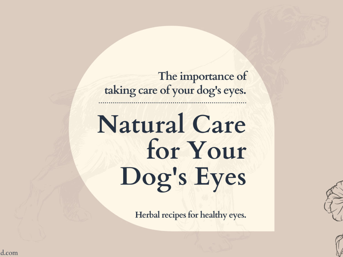 Natural_Eye_Care_For_Your_Dog_Eyes